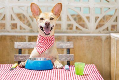 bigstock-Dog-Eating-A-The-Table-With-Fo-184879354-web